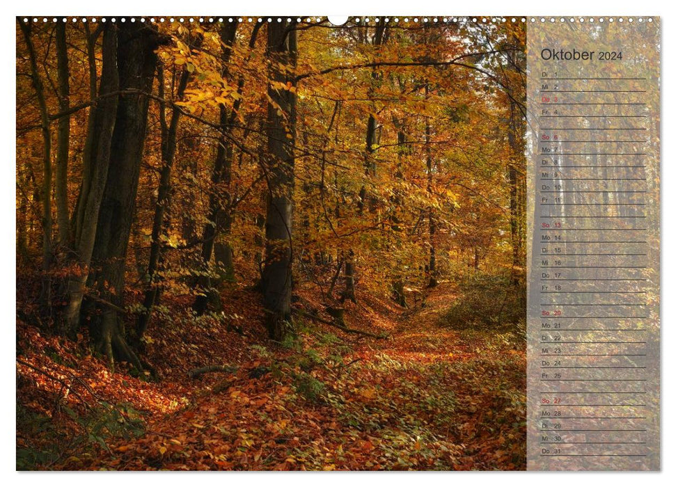 Unser Wald - Magische Sichten in norddeutsche Wälder / Geburtstagskalender (CALVENDO Wandkalender 2024)