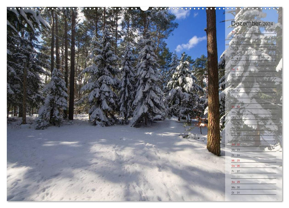 Our forest - magical views of northern German forests / birthday calendar (CALVENDO wall calendar 2024) 