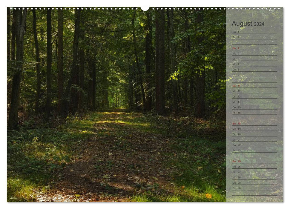 Our forest - magical views of northern German forests / birthday calendar (CALVENDO wall calendar 2024) 