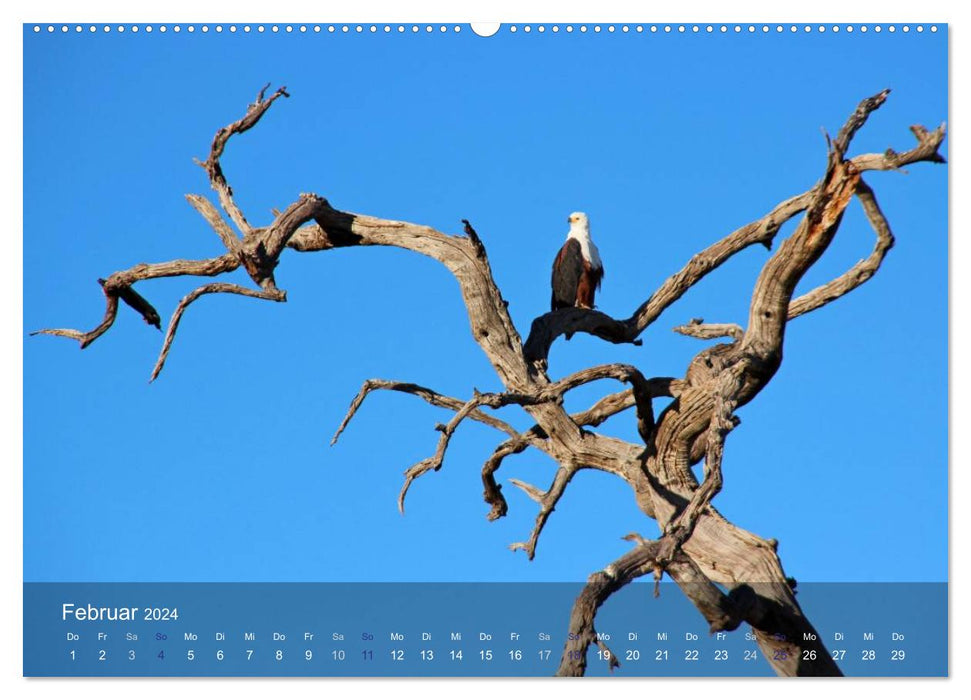 Botswana Wildlife (CALVENDO Premium Wandkalender 2024)