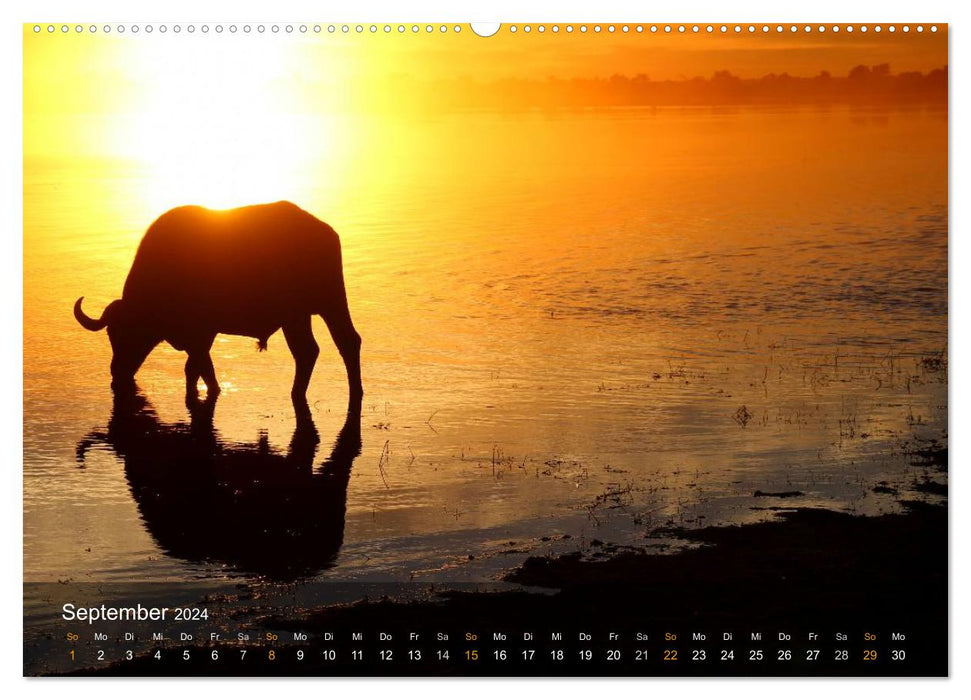 Faune du Botswana (Calvendo Premium Calendrier mural 2024) 