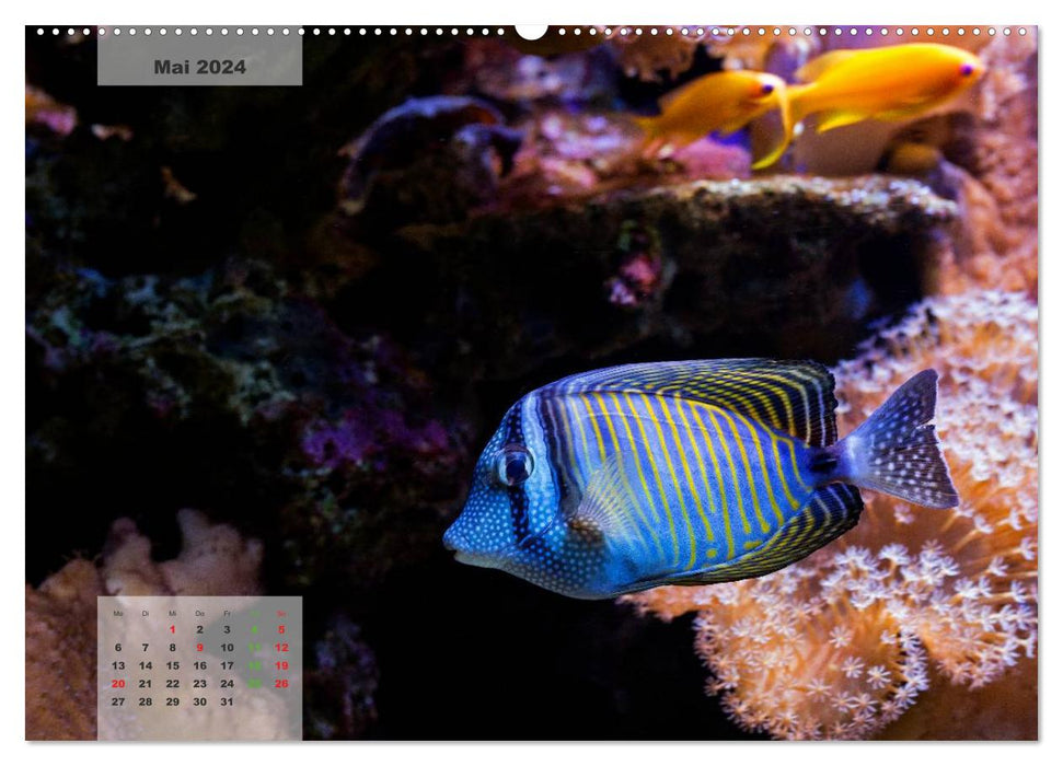 UNDER WATER reef aquariums (CALVENDO wall calendar 2024) 