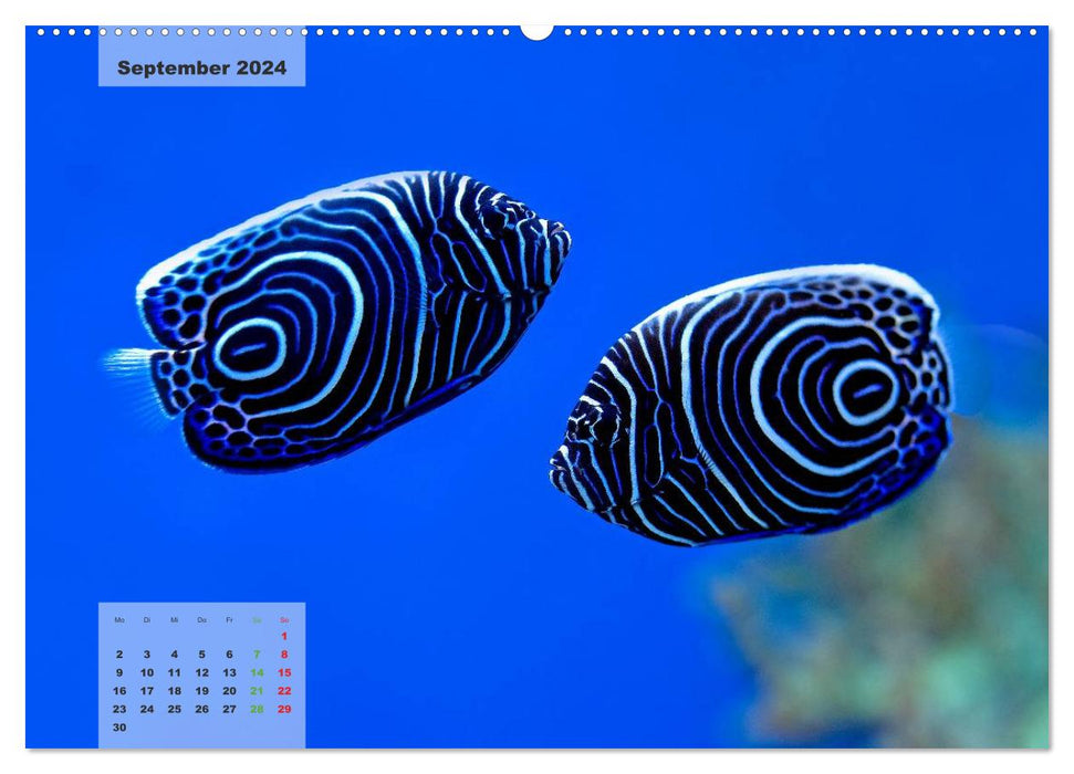 UNDER WATER reef aquariums (CALVENDO wall calendar 2024) 