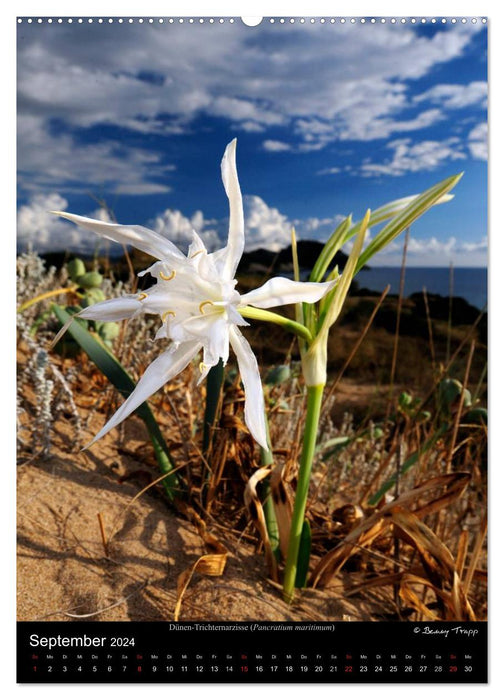 WILDFLOWERS (CALVENDO wall calendar 2024) 