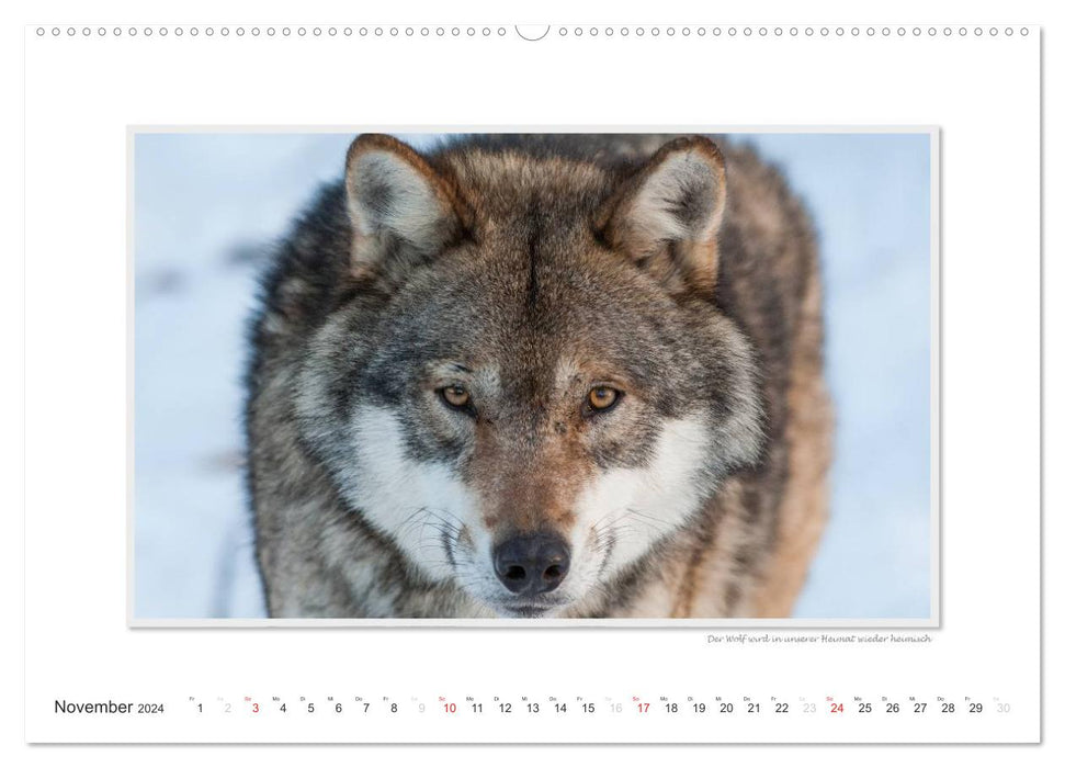 Emotional moments: Wild animals from home. (CALVENDO wall calendar 2024) 