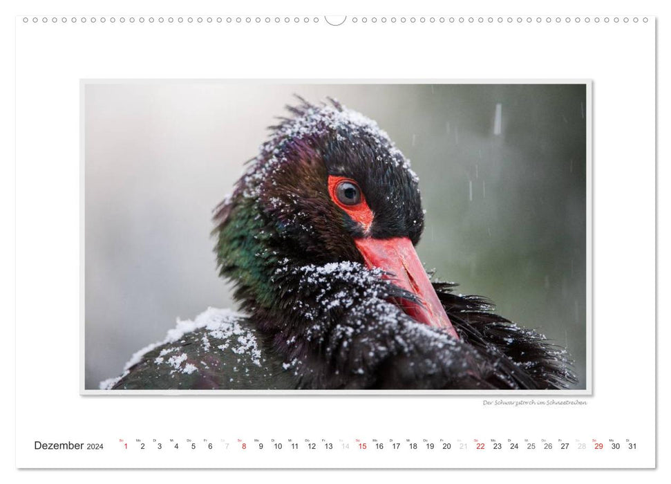 Emotional moments: Wild animals from home. (CALVENDO wall calendar 2024) 