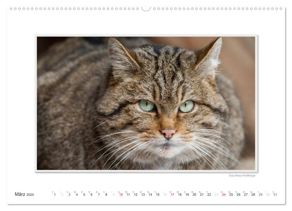 Emotional moments: Wild animals from home. (CALVENDO wall calendar 2024) 