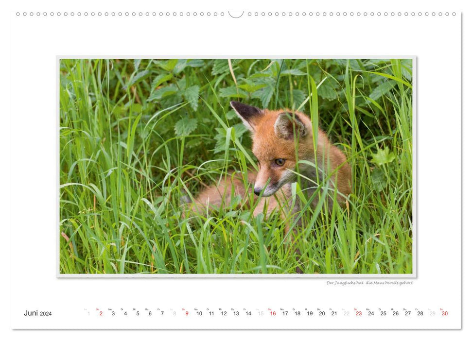 Emotional moments: Wild animals from home. (CALVENDO wall calendar 2024) 