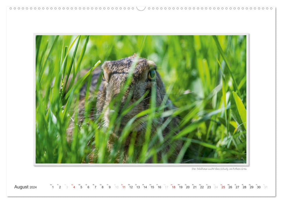 Emotional moments: Wild animals from home. (CALVENDO wall calendar 2024) 