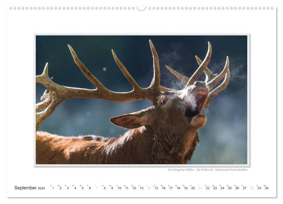 Emotional moments: Wild animals from home. (CALVENDO wall calendar 2024) 