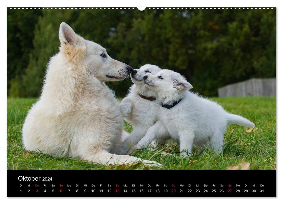 Weißer Schweizer Schäferhund - Ein Tag im Leben einer Hundefamilie (CALVENDO Premium Wandkalender 2024)