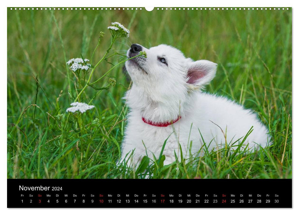 Weißer Schweizer Schäferhund - Ein Tag im Leben einer Hundefamilie (CALVENDO Premium Wandkalender 2024)