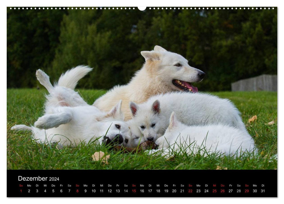 Weißer Schweizer Schäferhund - Ein Tag im Leben einer Hundefamilie (CALVENDO Premium Wandkalender 2024)