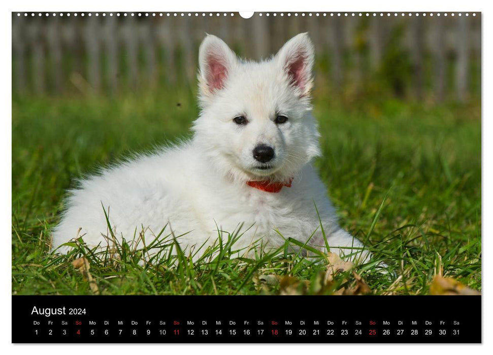 Weißer Schweizer Schäferhund - Ein Tag im Leben einer Hundefamilie (CALVENDO Premium Wandkalender 2024)