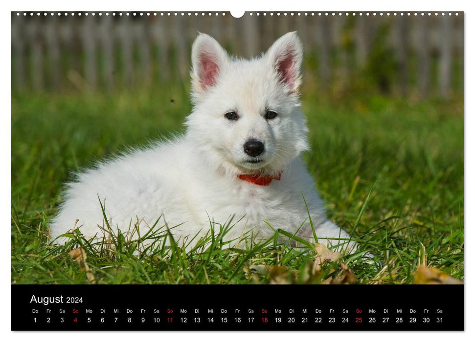 Berger Blanc Suisse - Une journée dans la vie d'une famille de chiens (Calendrier mural CALVENDO Premium 2024) 