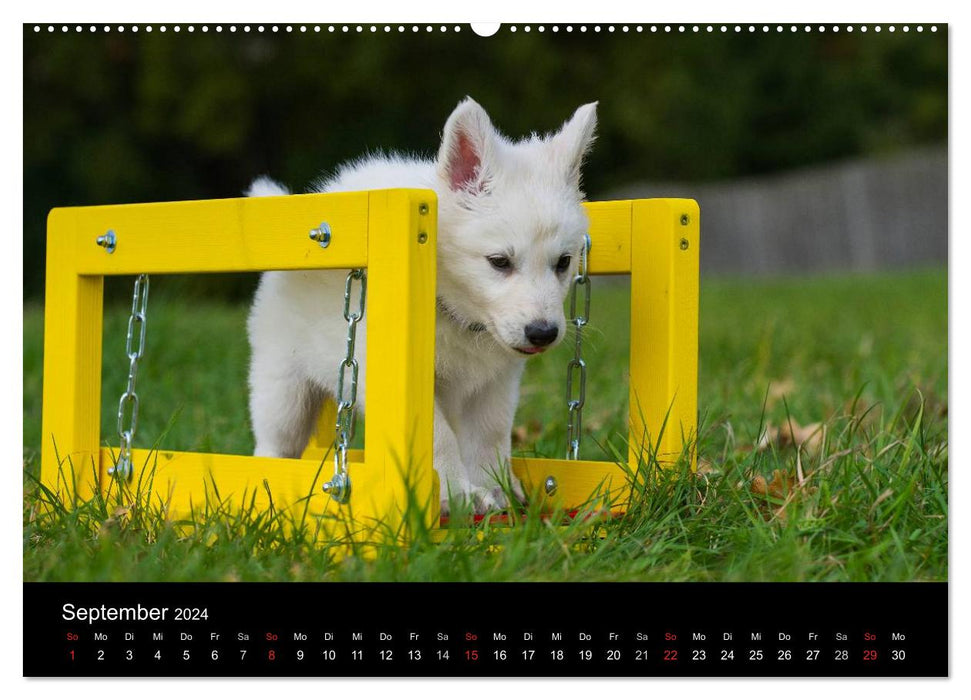 Weißer Schweizer Schäferhund - Ein Tag im Leben einer Hundefamilie (CALVENDO Premium Wandkalender 2024)