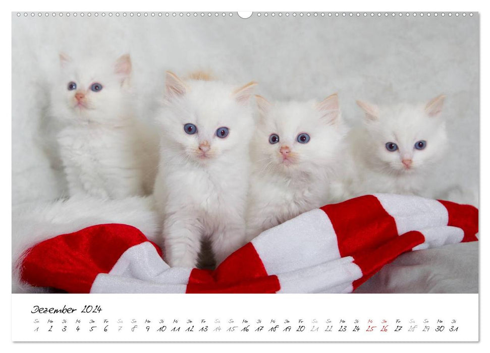 Ragdoll Kitten (CALVENDO Wandkalender 2024)