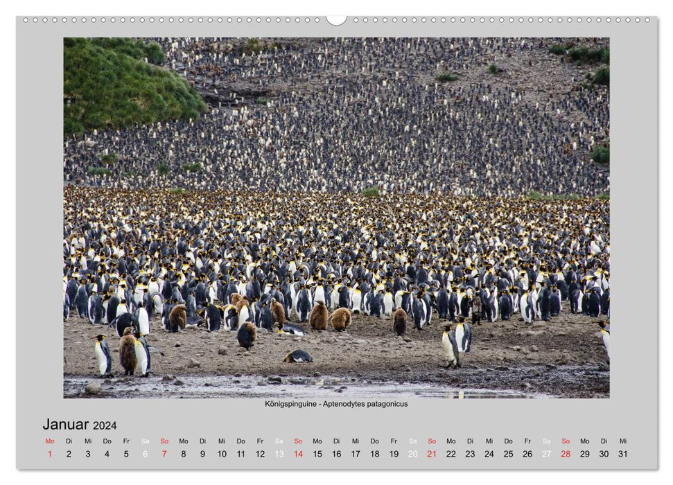 Tierleben in der Antarktis (CALVENDO Wandkalender 2024)