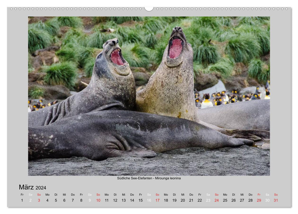 Animal life in Antarctica (CALVENDO wall calendar 2024) 