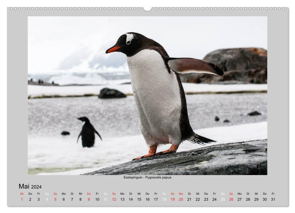 La vie animale en Antarctique (Calendrier mural CALVENDO 2024)