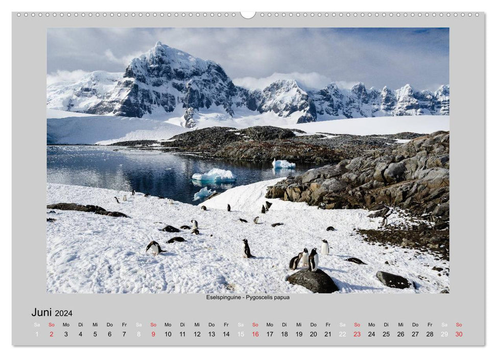 La vie animale en Antarctique (Calendrier mural CALVENDO 2024)