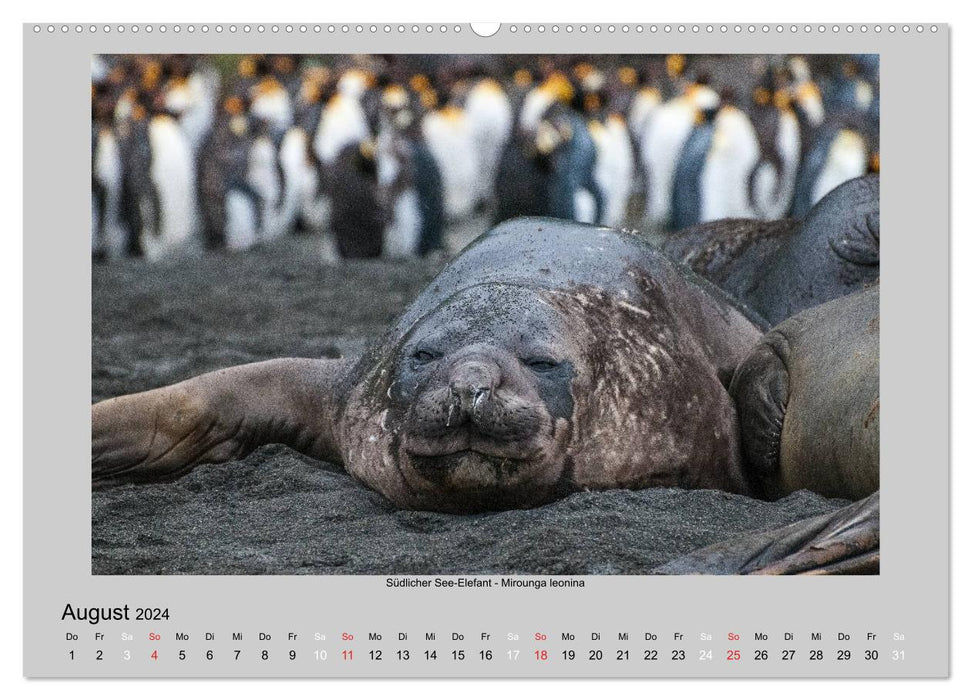 La vie animale en Antarctique (Calendrier mural CALVENDO 2024)