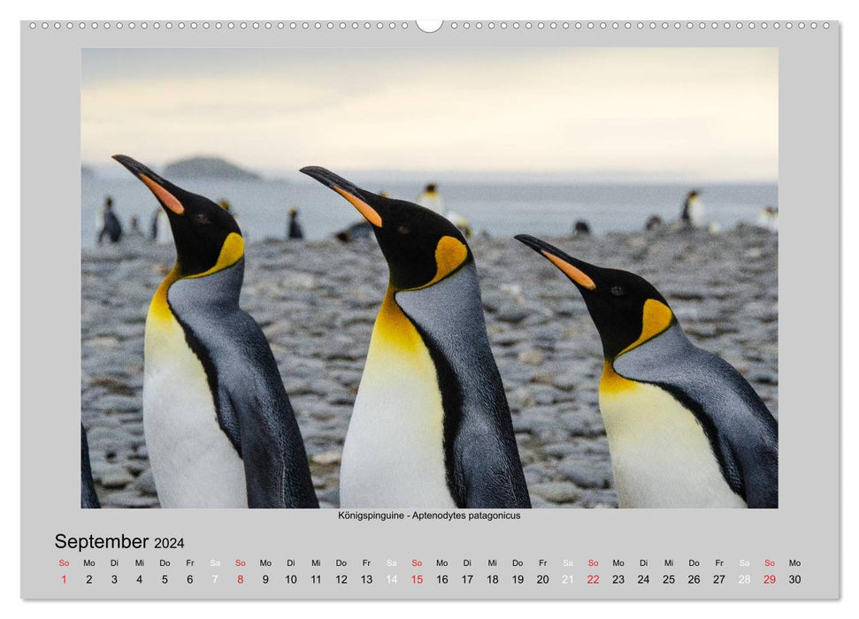 Animal life in Antarctica (CALVENDO wall calendar 2024) 