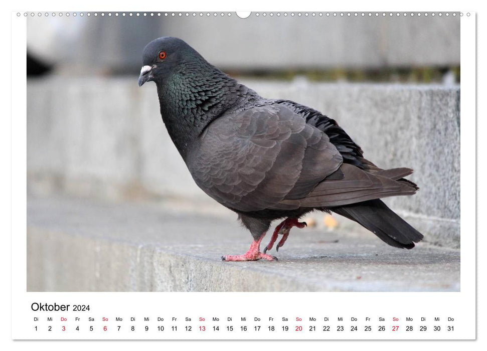 Beloved pigeons (CALVENDO wall calendar 2024) 