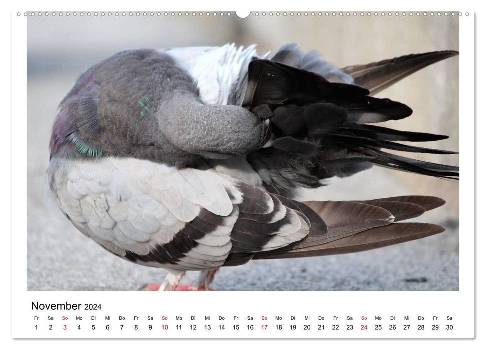 Beloved pigeons (CALVENDO wall calendar 2024) 