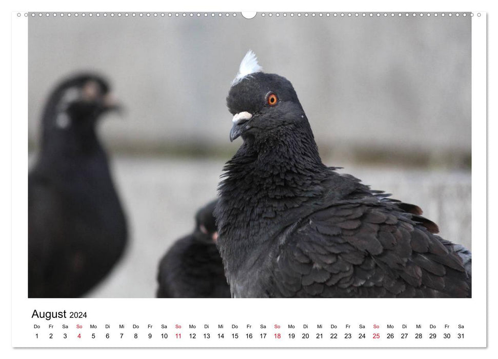 Beloved pigeons (CALVENDO wall calendar 2024) 