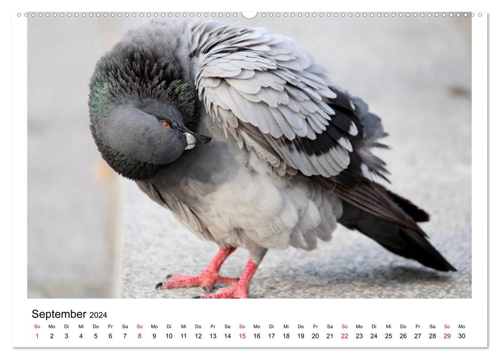 Beloved pigeons (CALVENDO wall calendar 2024) 