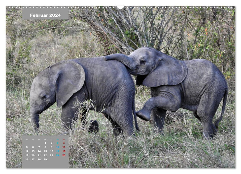 Safari njema - Safari Impressionen Kenia (CALVENDO Wandkalender 2024)