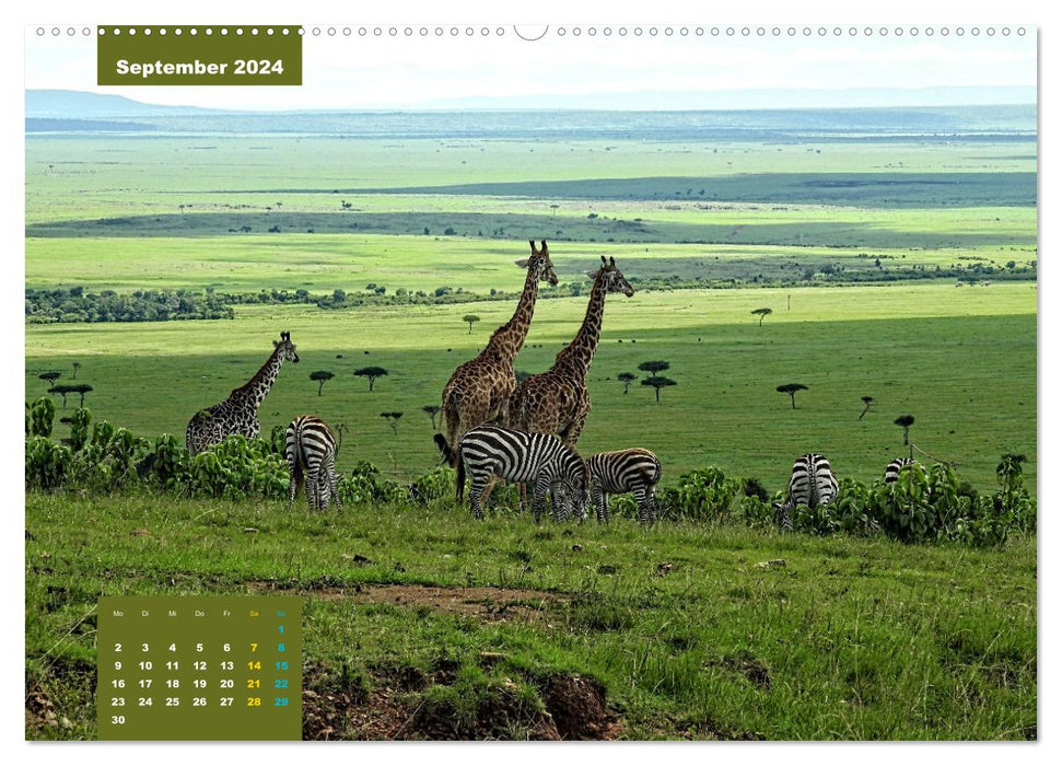 Safari njema - Safari Impressionen Kenia (CALVENDO Wandkalender 2024)