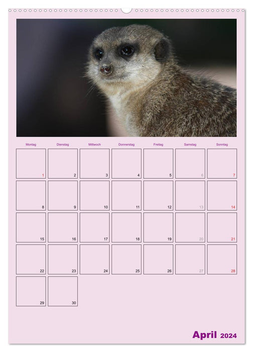 Erdmännchen / Terminplaner (CALVENDO Premium Wandkalender 2024)