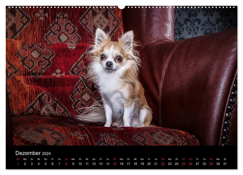 Chihuahuas – Cool et mignon (Calvendo Premium Calendrier mural 2024) 
