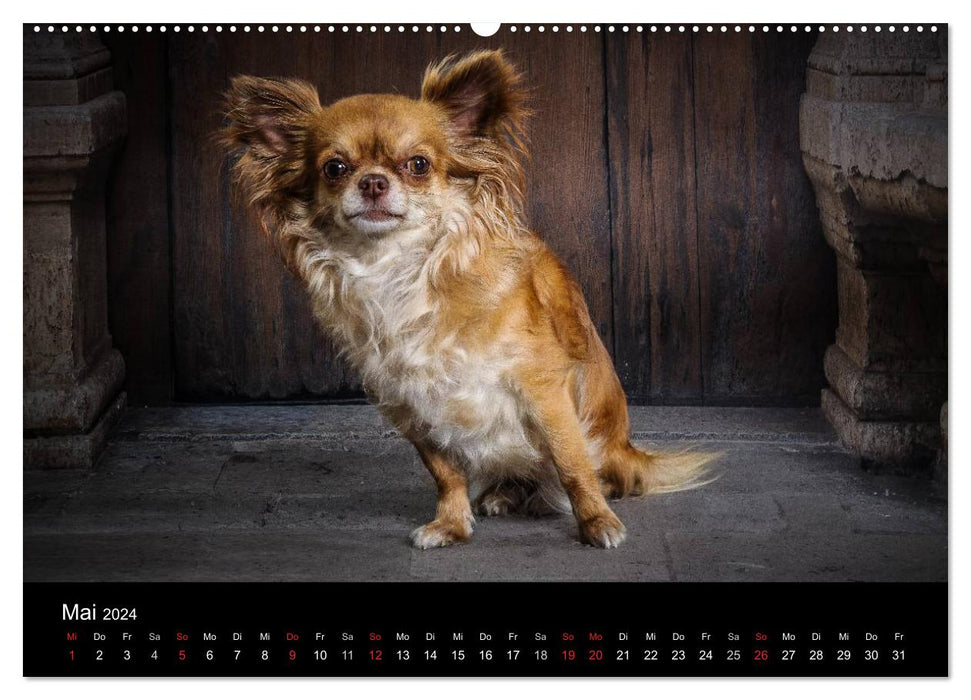 Chihuahuas - Cool and Cute (CALVENDO Premium Wandkalender 2024)