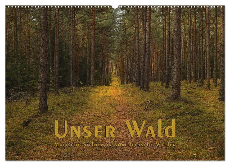 Notre forêt - vues magiques sur les forêts du nord de l'Allemagne (calendrier mural CALVENDO 2024) 
