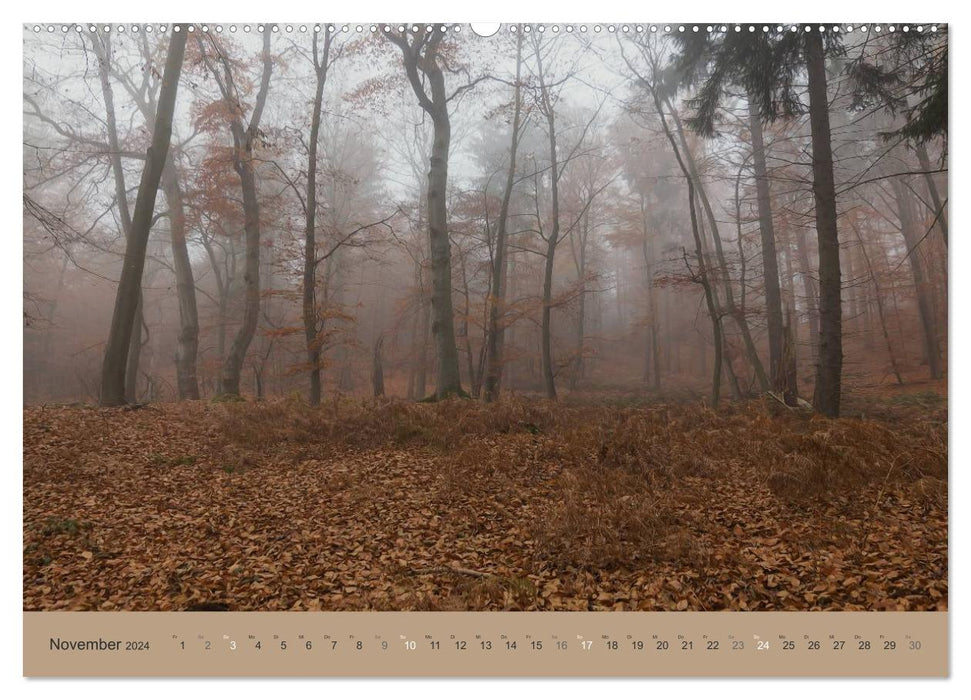 Our forest - magical views of northern German forests (CALVENDO wall calendar 2024) 
