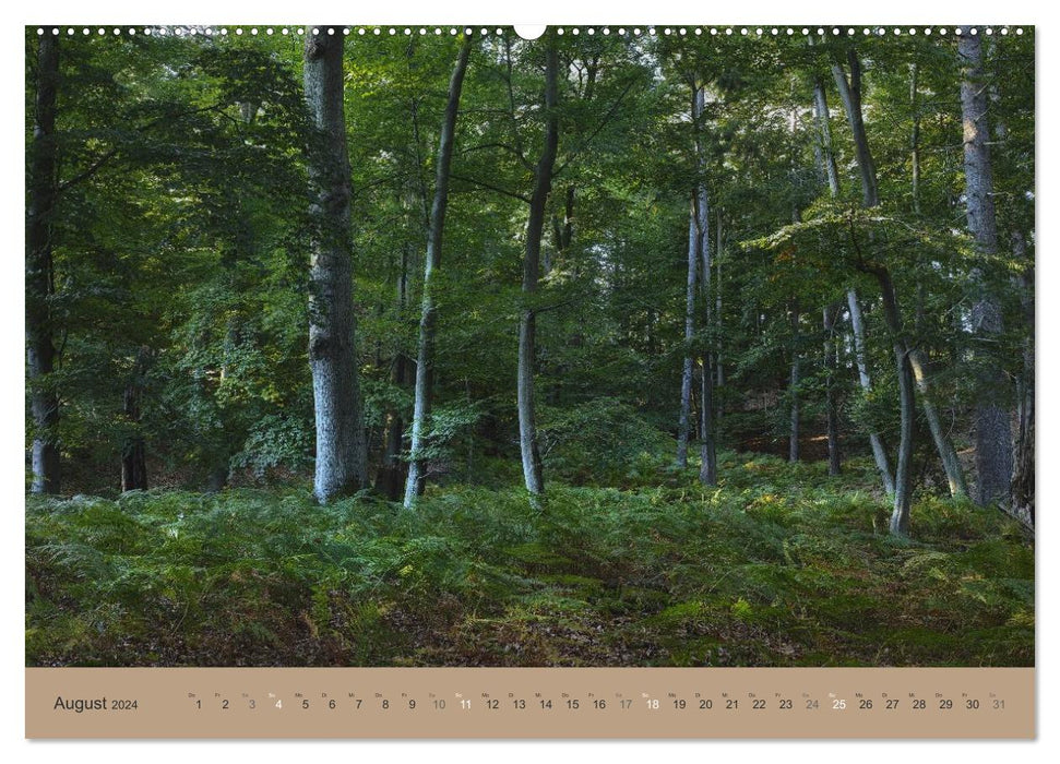 Notre forêt - vues magiques sur les forêts du nord de l'Allemagne (calendrier mural CALVENDO 2024) 