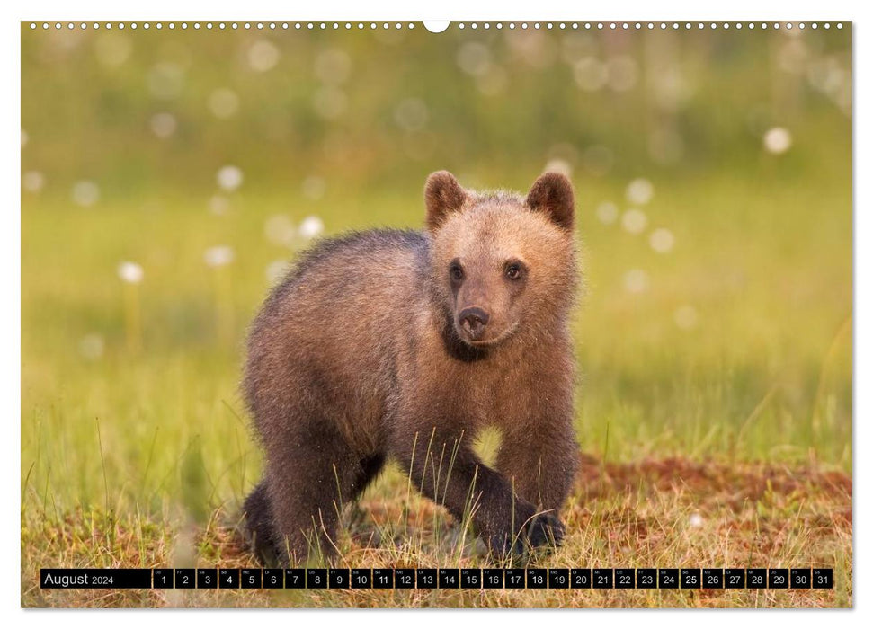 Magie des Augenblicks - Tierkinder - klein, aber wild (CALVENDO Wandkalender 2024)