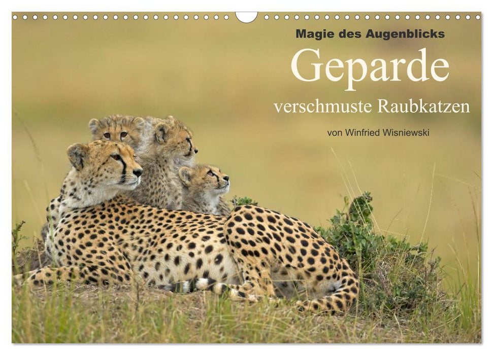 Magie des Augenblicks: Geparde - verschmuste Raubkatzen (CALVENDO Wandkalender 2024)