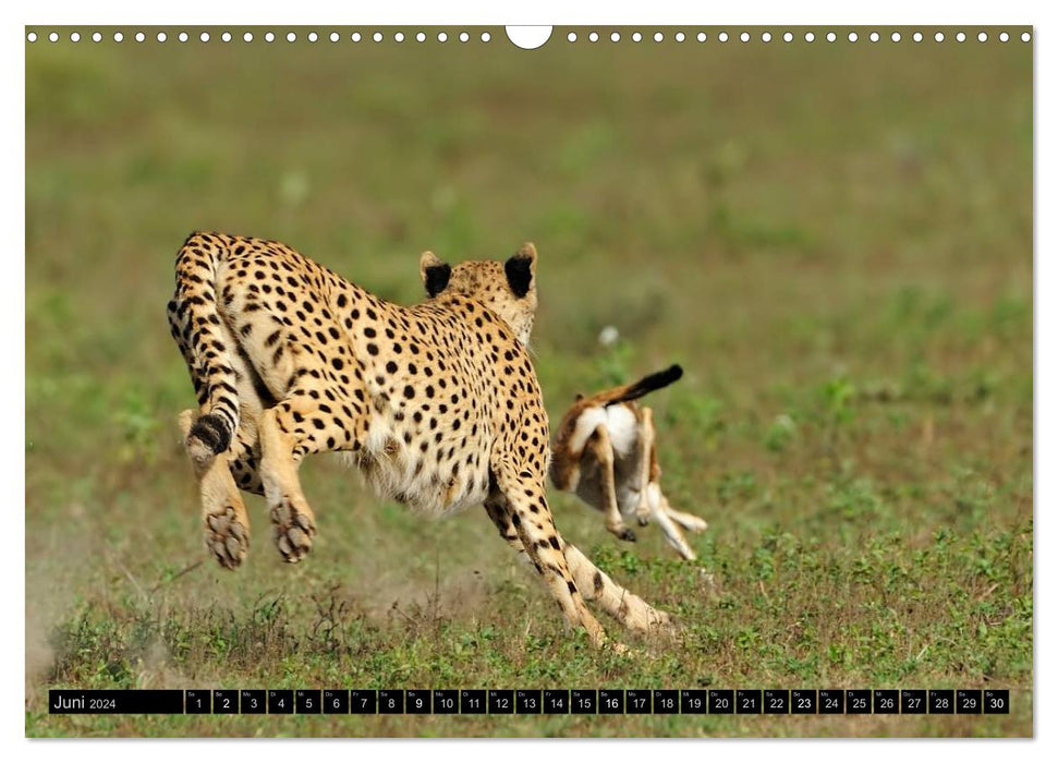 Magie des Augenblicks: Geparde - verschmuste Raubkatzen (CALVENDO Wandkalender 2024)
