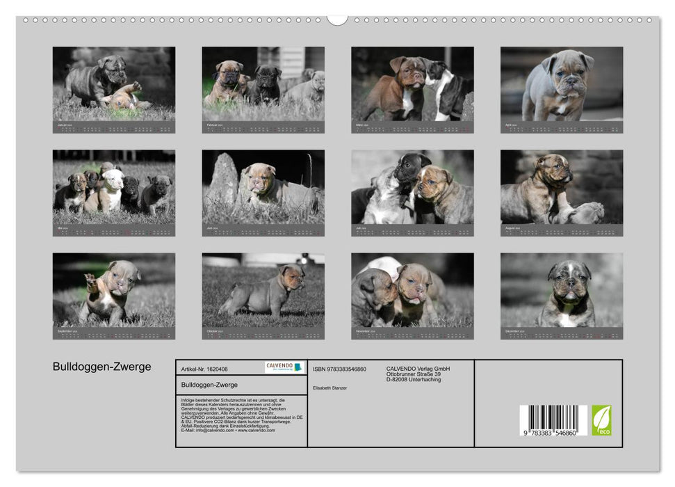 Bulldog Dwarves (CALVENDO Premium Wall Calendar 2024) 