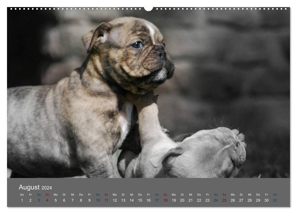 Nains bouledogue (Calvendo Premium Calendrier mural 2024) 