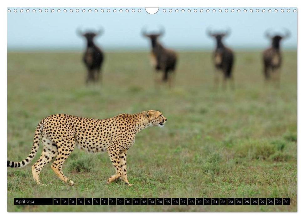 Magic of the moment - cheetahs - cuddly big cats (CALVENDO wall calendar 2024) 