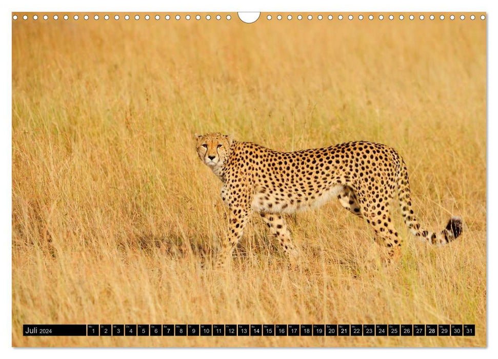 Magic of the moment - cheetahs - cuddly big cats (CALVENDO wall calendar 2024) 