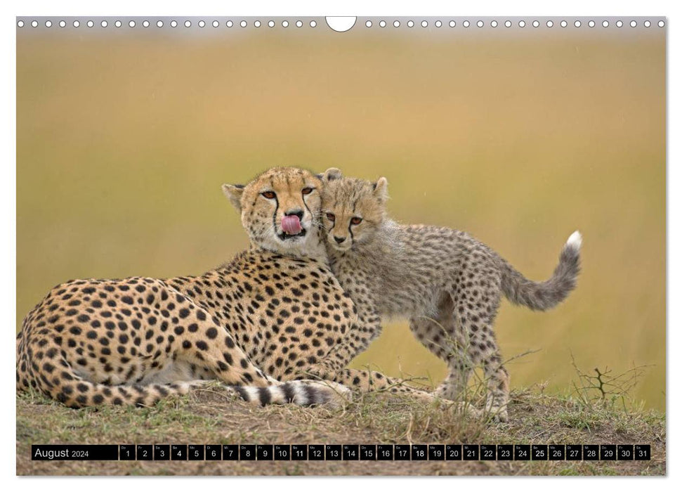 Magic of the moment - cheetahs - cuddly big cats (CALVENDO wall calendar 2024) 