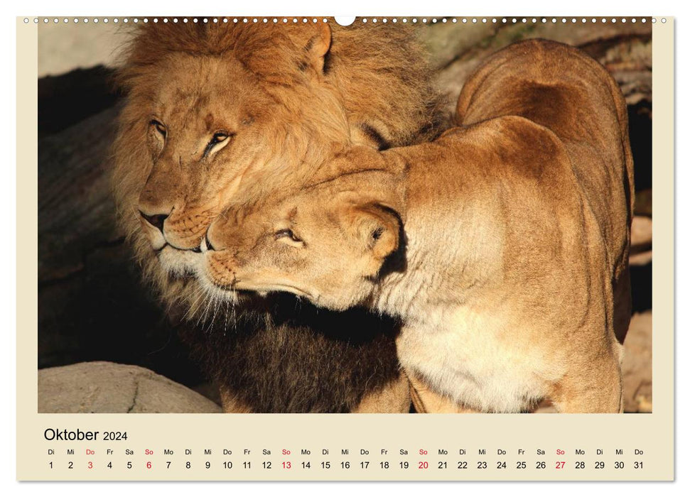 Lions in Hagenbeck Zoo (CALVENDO wall calendar 2024) 