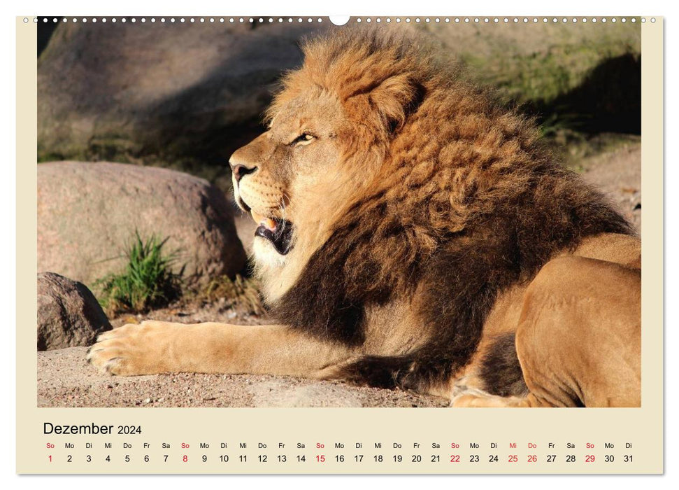 Löwen im Tierpark Hagenbeck (CALVENDO Wandkalender 2024)