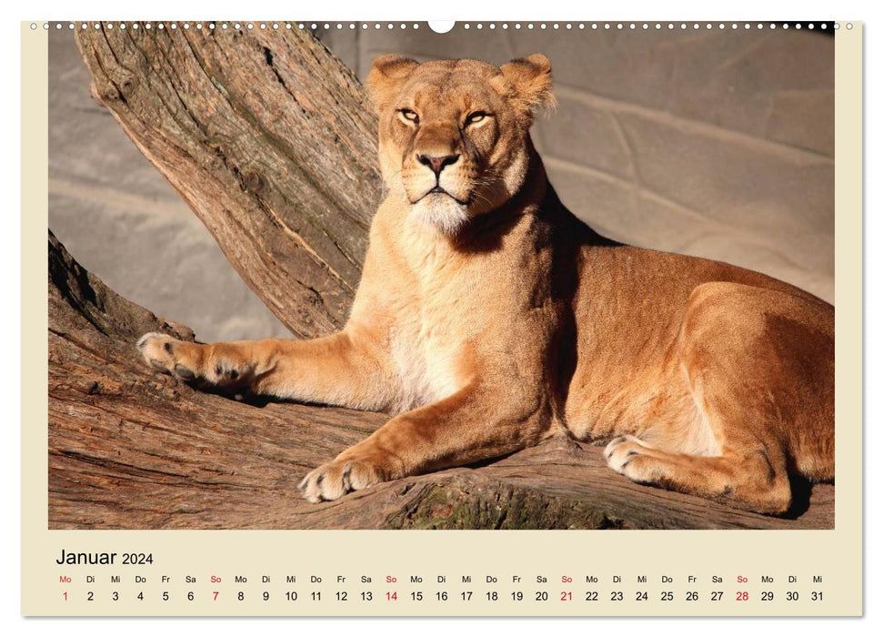 Lions in Hagenbeck Zoo (CALVENDO wall calendar 2024) 